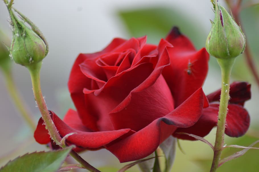rose, aqil, garden, red, leaves, flower, plant, flowering plant, beauty in nature, close-up