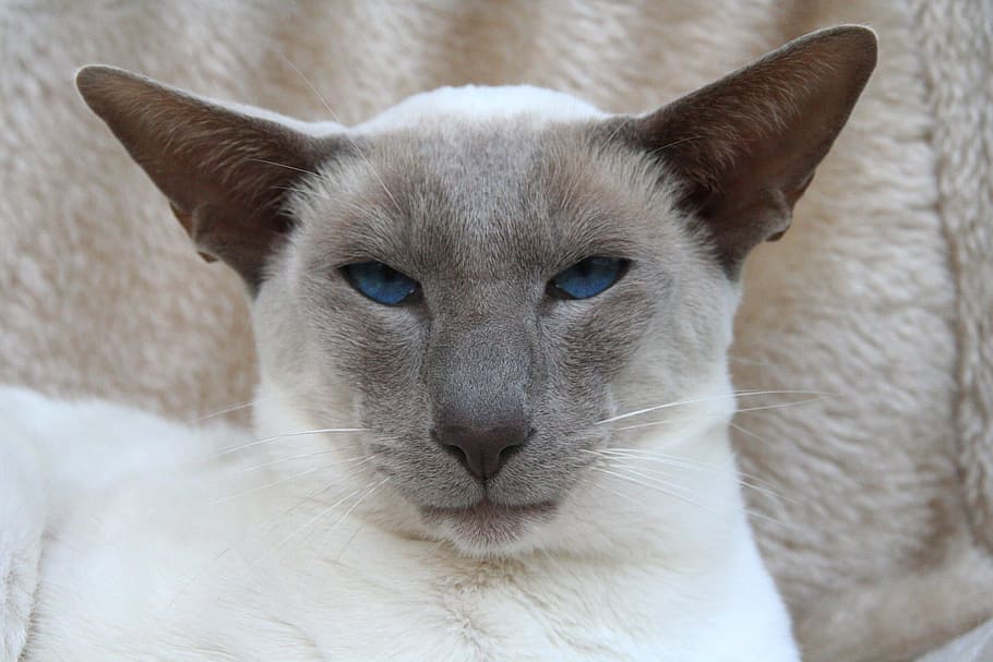 Gato siamês, gato, olho azul, gatinho, pele, charmoso, animal, carnívoro, fofo, cabelo