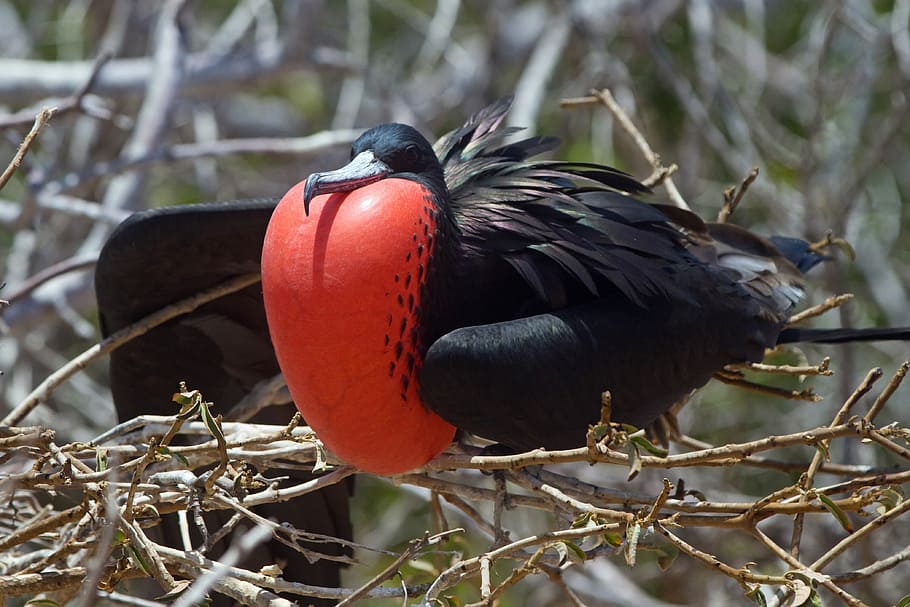 black, bird perching, tree twigs, Frigate, Bird, Red, Breast, great frigate, bird, red breast, black feathers