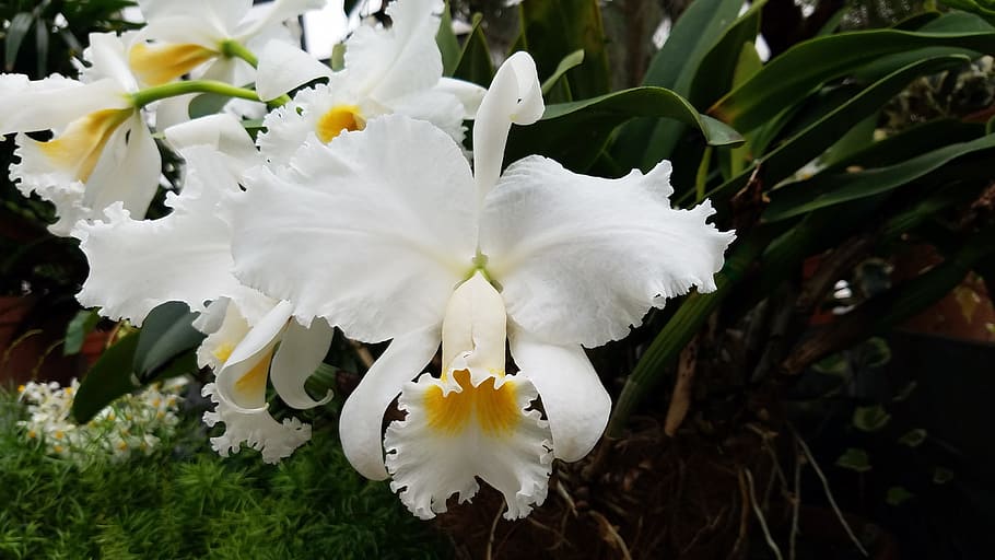 white cattleya flowers, orchid, white, flower, bloom, pink, blossom, spring, natural, flora