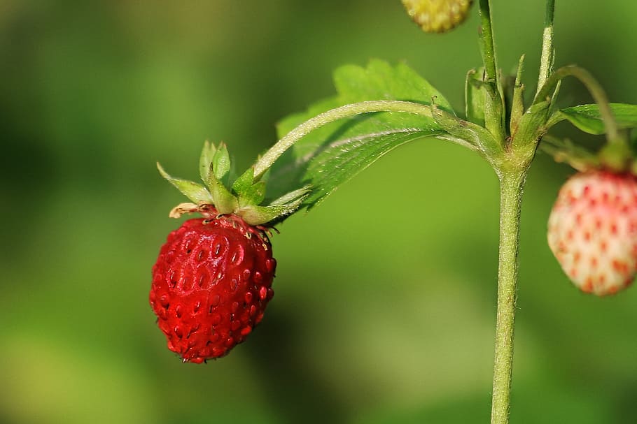Berkembang dengan strawberry biak 8 Tumbuhan