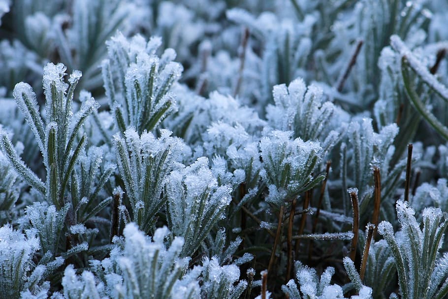 plants, covered, snow, frost, nature, cold, frozen, winter, ice, ripe
