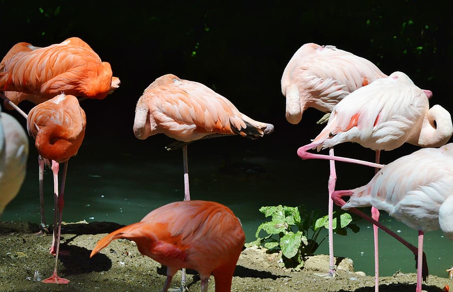 Flamingo, Bird, Pink, Plumage, bill, feather, birds, animal, water bird, exotic bird