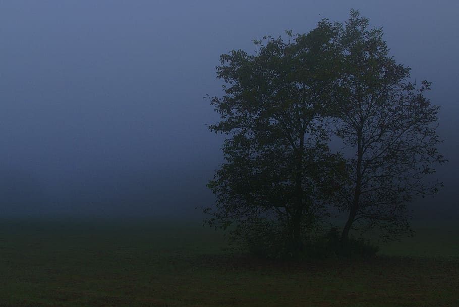fog, landscape, tree, meadow, diffuse, morning, atmosphere, romantic, mystical, colourless