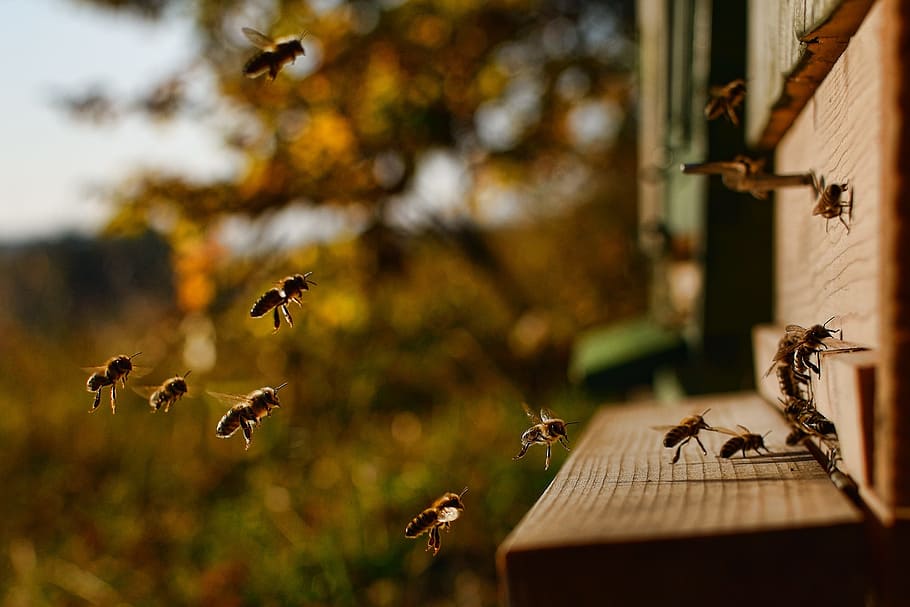 갈색 꿀벌 비행, 꿀벌, 벌집으로 비행 꿀벌, blanokřídlý ​​곤충, 동물 야생 동물, 동물 테마, 동물, 나는, 야생 동물, 곤충