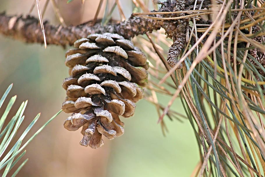 shallow, focus photography, brown, pinecone, pine cones, pine, conifer, tap, depend, close