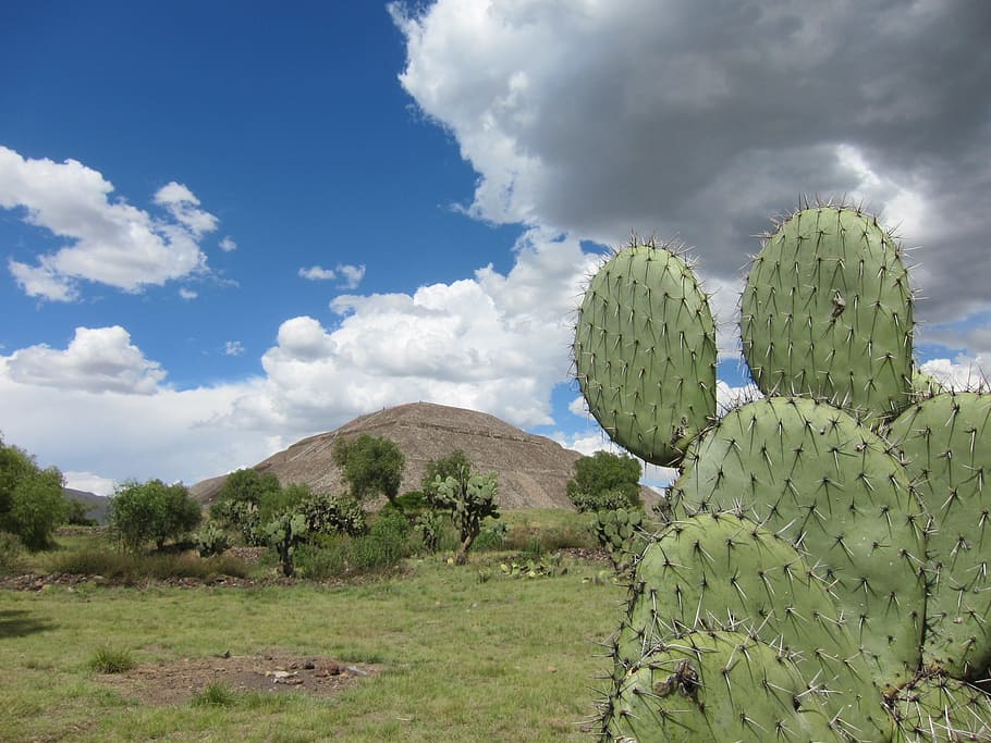 cactus verde, teotihuacan, pirámide, méxico, ruinas, cactus, nube - cielo, cielo, planta, planta suculenta
