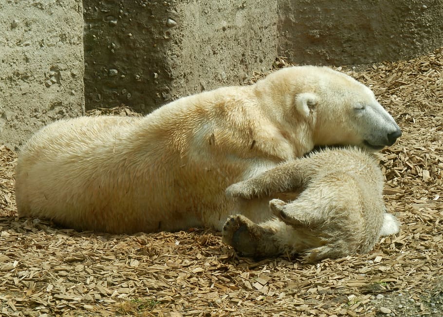 polar, bear, family, Polar Bear, Bear Family, polar bear family, polar bear cub, polar bear baby, polar bear child, zoo