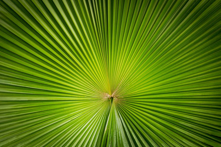 anahaw leaf, plant, nature, symmetry, lines, focus, garden, green, leaf, leaves