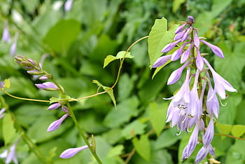 hosta-leaf-studio-funkie-host-flowers-royalty-free-thumbnail.jpg