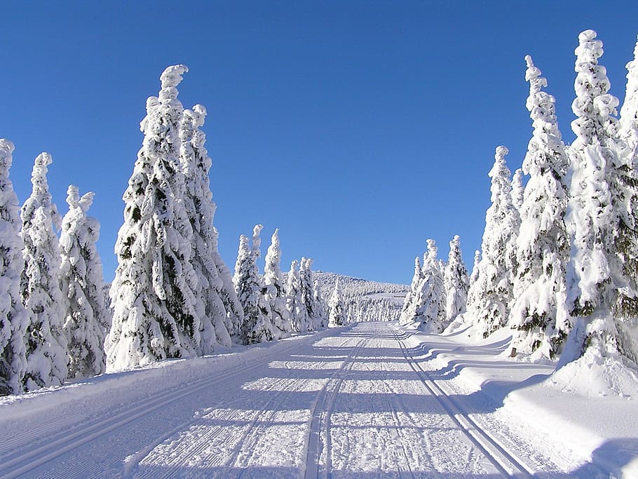 nieve, cubierto, carretera, árboles, durante el día, invierno, montañas, las montañas gigantes, temperatura fría, naturaleza