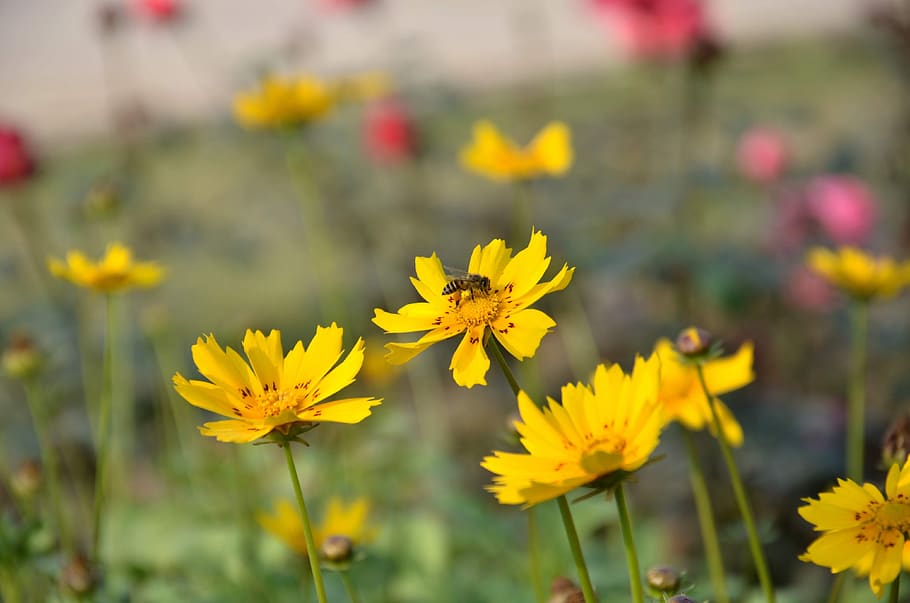 nature, flowers, yellow flowers, honey, honeybee, insects, garden, nectar, flower, flowering plant