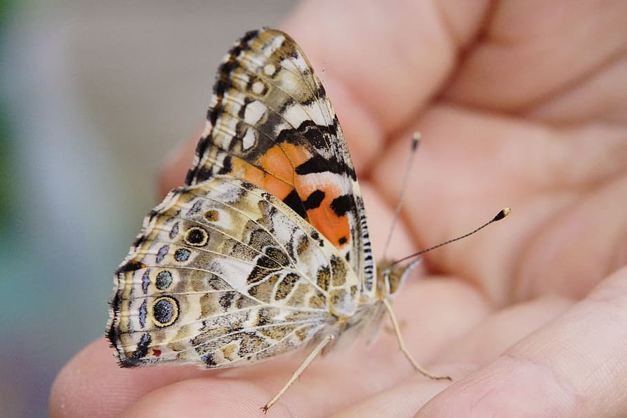 person, holding, painted, lady butterfly close-up photo, butterfly, painted lady, close, edelfalter, insect, summer