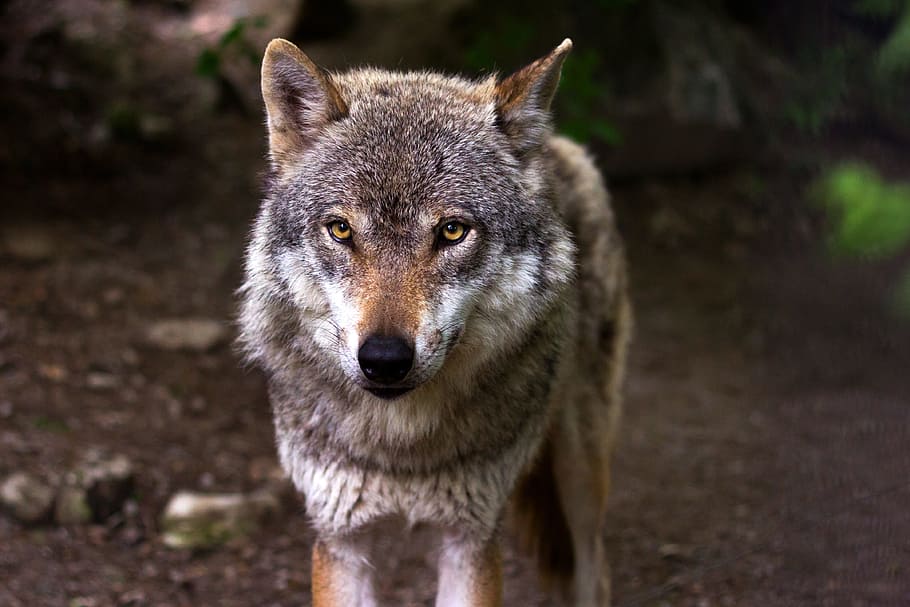 gray, brown, wolf, predator, hunter, canis lupus, eyes, view, hundeartig, portrait