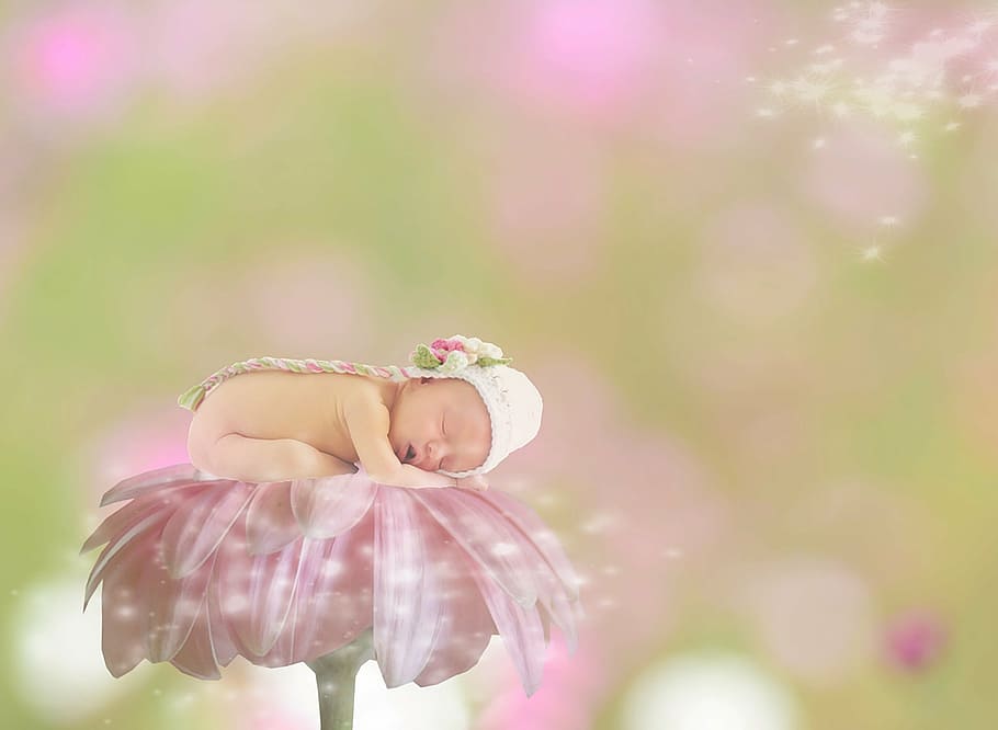 pink, daisy flower, baby, top, edited, gerbera, female, girl, bokeh, sleep