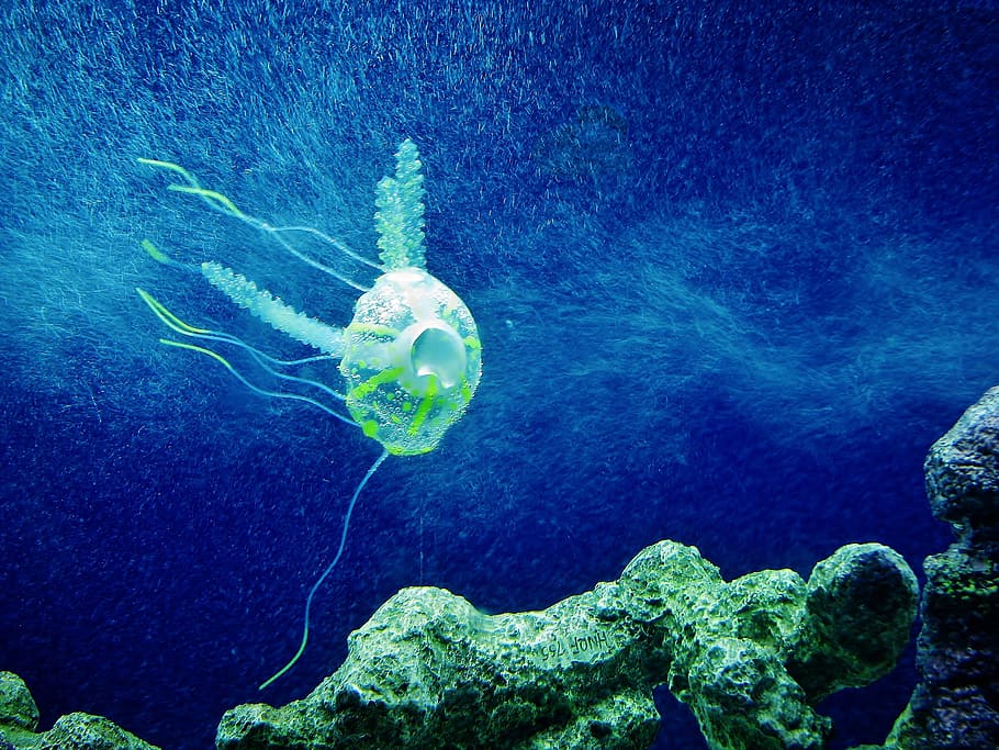 jellyfish, blue, aquarium, animal, creature, underwater, marine, aquatic, tropical, jelly