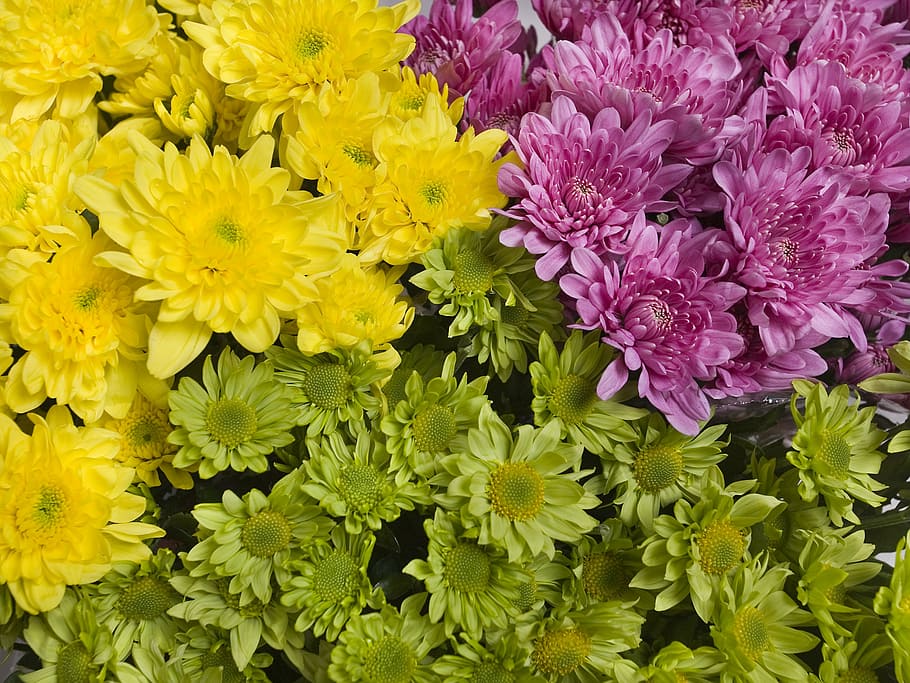 flowers, bright, yellow, purple, chrysanthemum, bright colors, garden flowers, flowering plant, flower, vulnerability