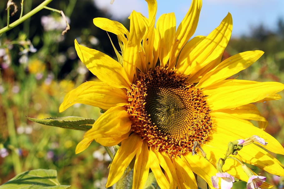 sunflower, sunflower field, yellow, summer, flowers, bloom, nature, plant, sky, blossom