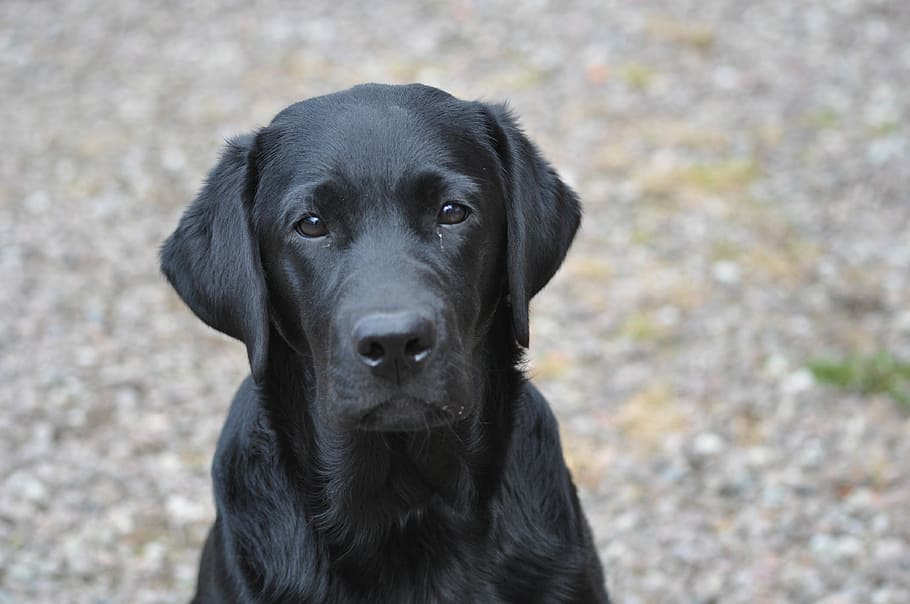 Labrador, Bitch, sitting, dog, pets, one animal, looking at camera, portrait, black color, canine
