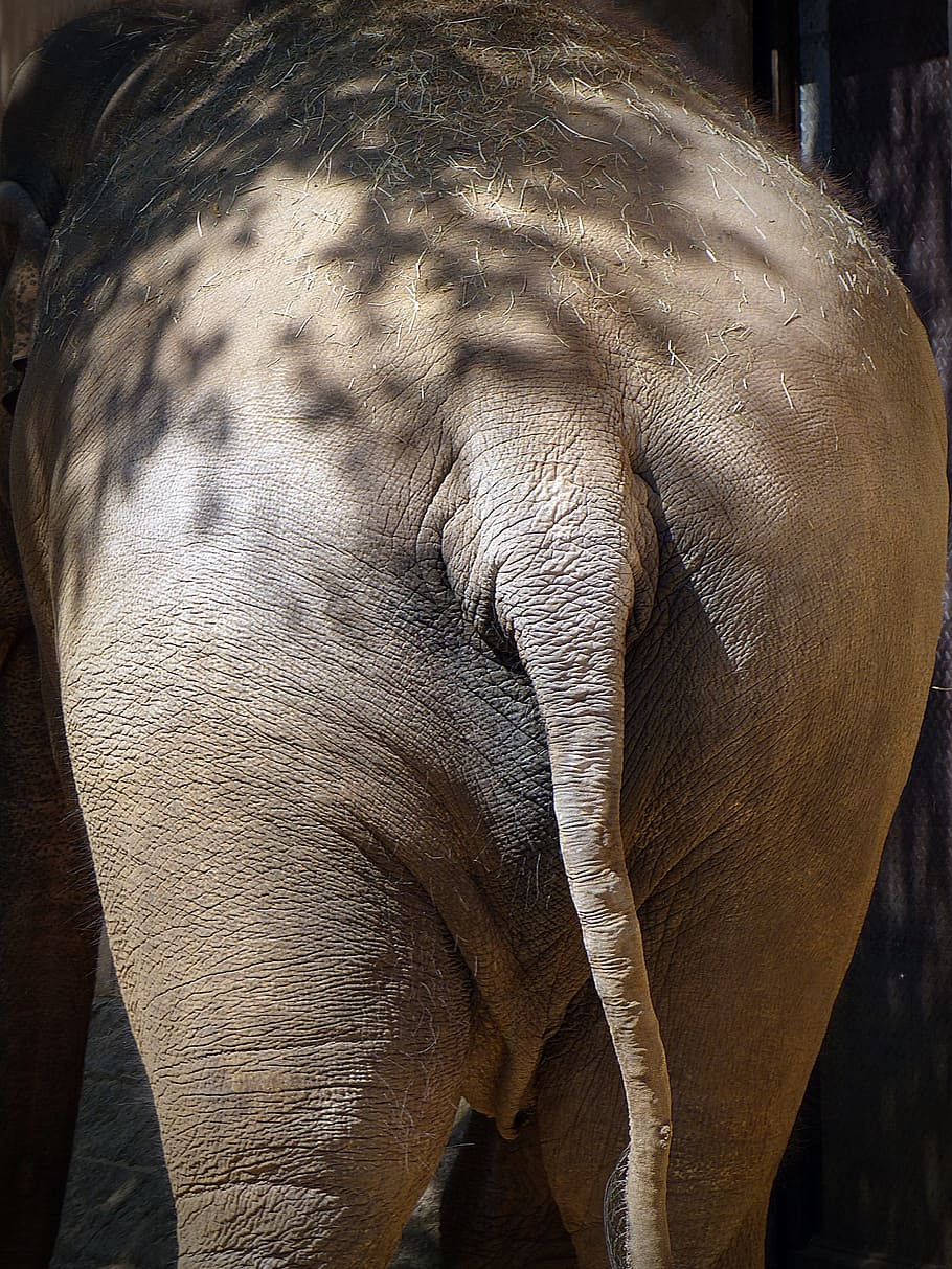 gray elephant, elephant, rump, pachyderm, light and shadow, from the rear, rear view, butt, animal themes, animal