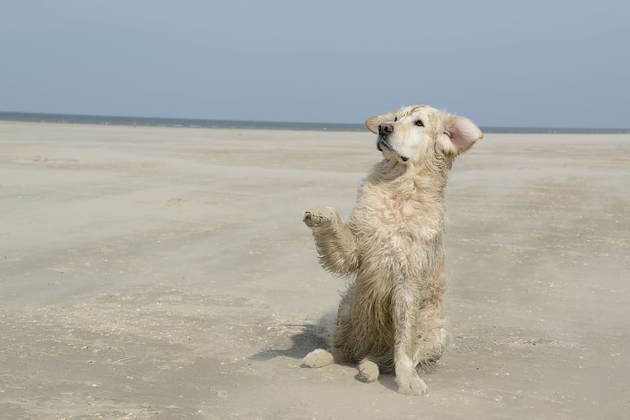 adulto, dourado, recuperador, areia, durante o dia, cão dourado, cão, praia, animais de estimação, canino