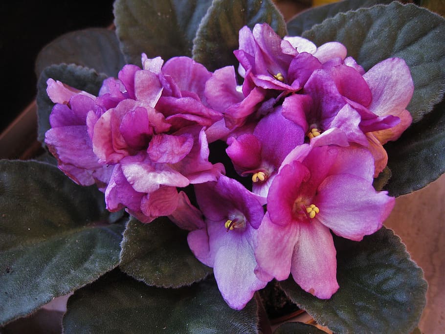 Violetas africanas, Saintpaulia, Roxo, planta de florescência, violeta africana, violeta, planta, planta de casa, flor, flores