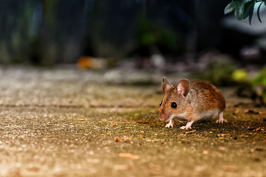 ojo a ojo, ratón de madera, roedor, nager, forrajeo, ratón, mamífero, naturaleza, lindo, pequeño