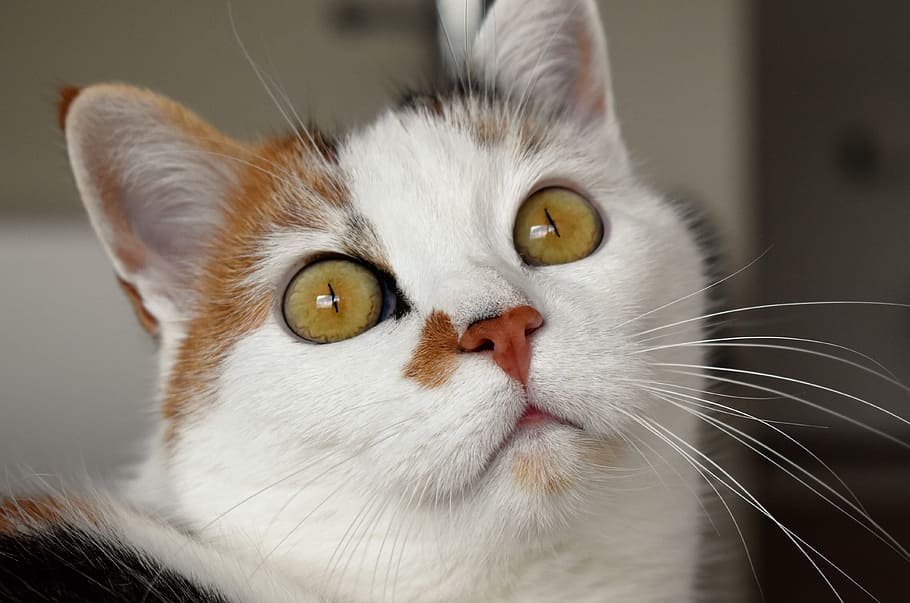 白, オレンジ, 猫, 見つめ, 右側, 動物, 斑点, 飼い猫, 猫の目, ペット