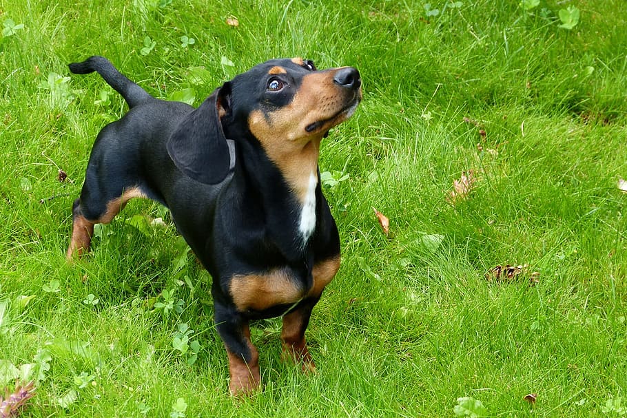 smooth, black, tan, grass field, Dachshund, dog, green grass, foxhound, canine, sausage dog