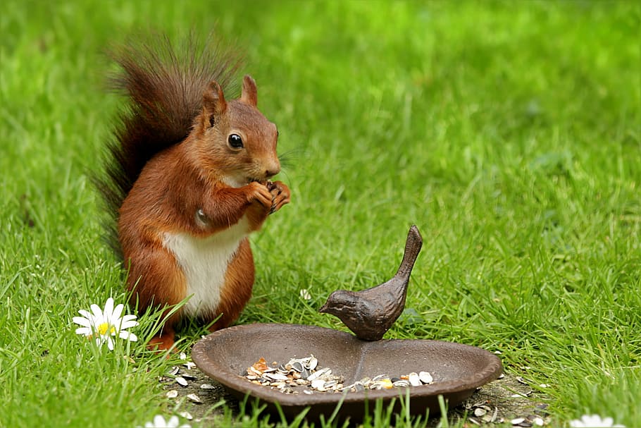 brown, squirrel, green, grass, heart shape tray, daytime, animal, sciurus, young, spring