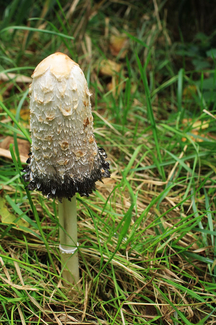 schopf jamur putih, musim gugur, jamur, tepi hitam, cetakan, hutan, padang rumput, jamur layar, semak, jamur kerucut