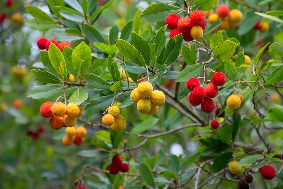 strawberry tree, fruits, autumn, red, healthy, royal, tree, natural, plant, green