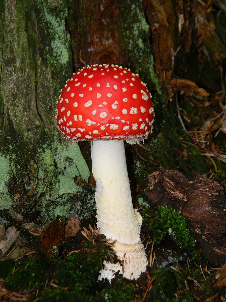 fly agaric red, forest, mushrooms, nature, fungus, mushroom, fly Agaric Mushroom, toadstool, poisonous, toxic Substance