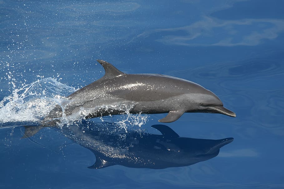 gray swimming dolphin, dolphin, swimming, jumping, reflection, sea, ocean, water, beautiful, animal