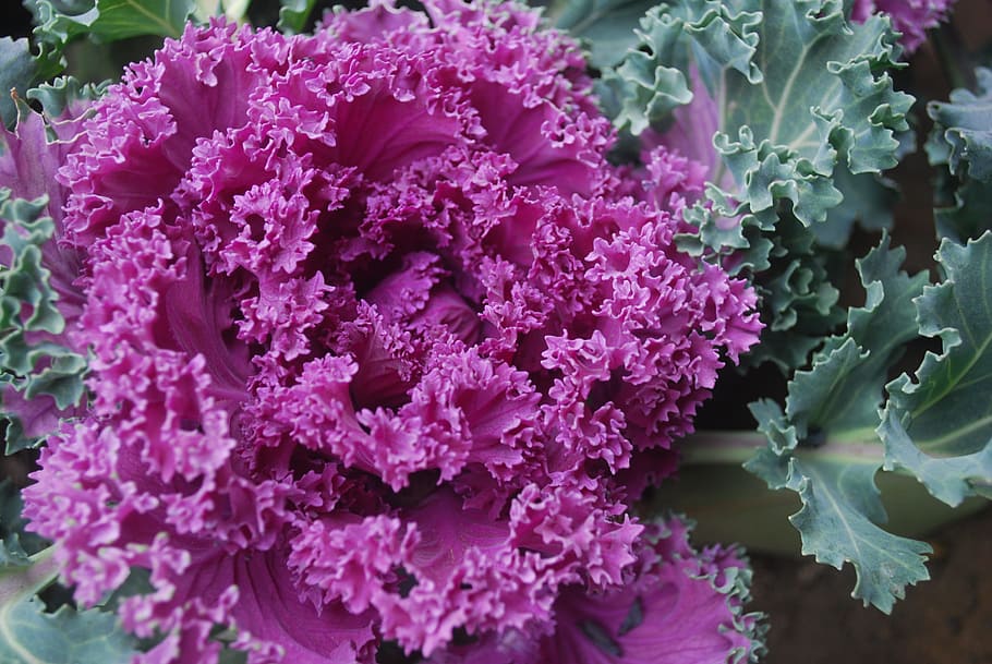 Ornamental, Cabbage, Plant, Kale, Fall, gardening, nature, freshness, vegetable, purple