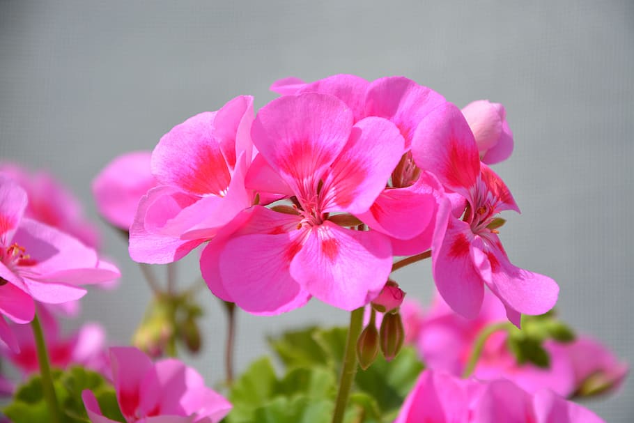 bunga geranium pink, balkon, jardiniere, musim panas, alam, warna pink, bunga musim panas, bunga, warna merah muda, tanaman berbunga