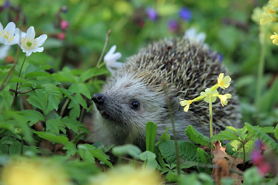 brown, hedgehog, flowers, daytime, spring, animal, plant, mammal, animal themes, flower