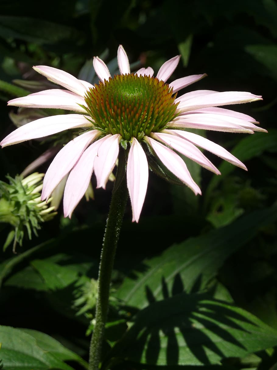 Echinacea, Flower, Close-Up, Plant, petals, stamen, nature, summer, green Color, daisy