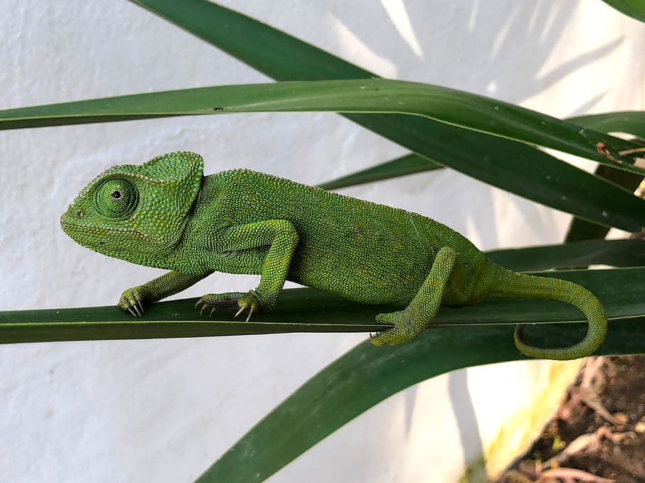 chameleon, nature, reptile, colorful, green, camouflage, animals, lizard, texture, eye