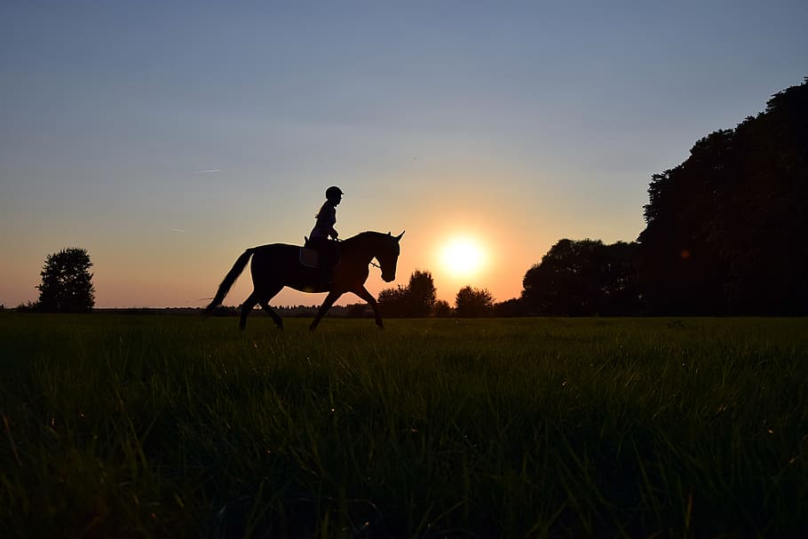 Ride, Trot, Sunset, Horse, Meadow, Grass, meadow, grass, silhouette, domestic animals, field