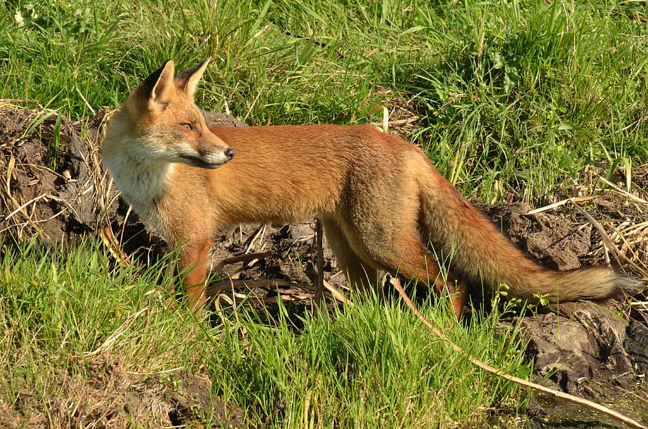brown, fox, grass, daytime, predator, mammal, wild, fauna, alert, naardermeer