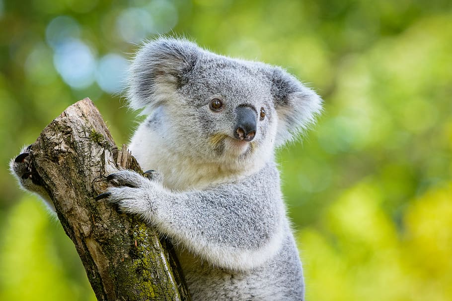 Koala, koala on tree, animal wildlife, animal themes, animal, animals in the wild, mammal, one animal, tree, vertebrate