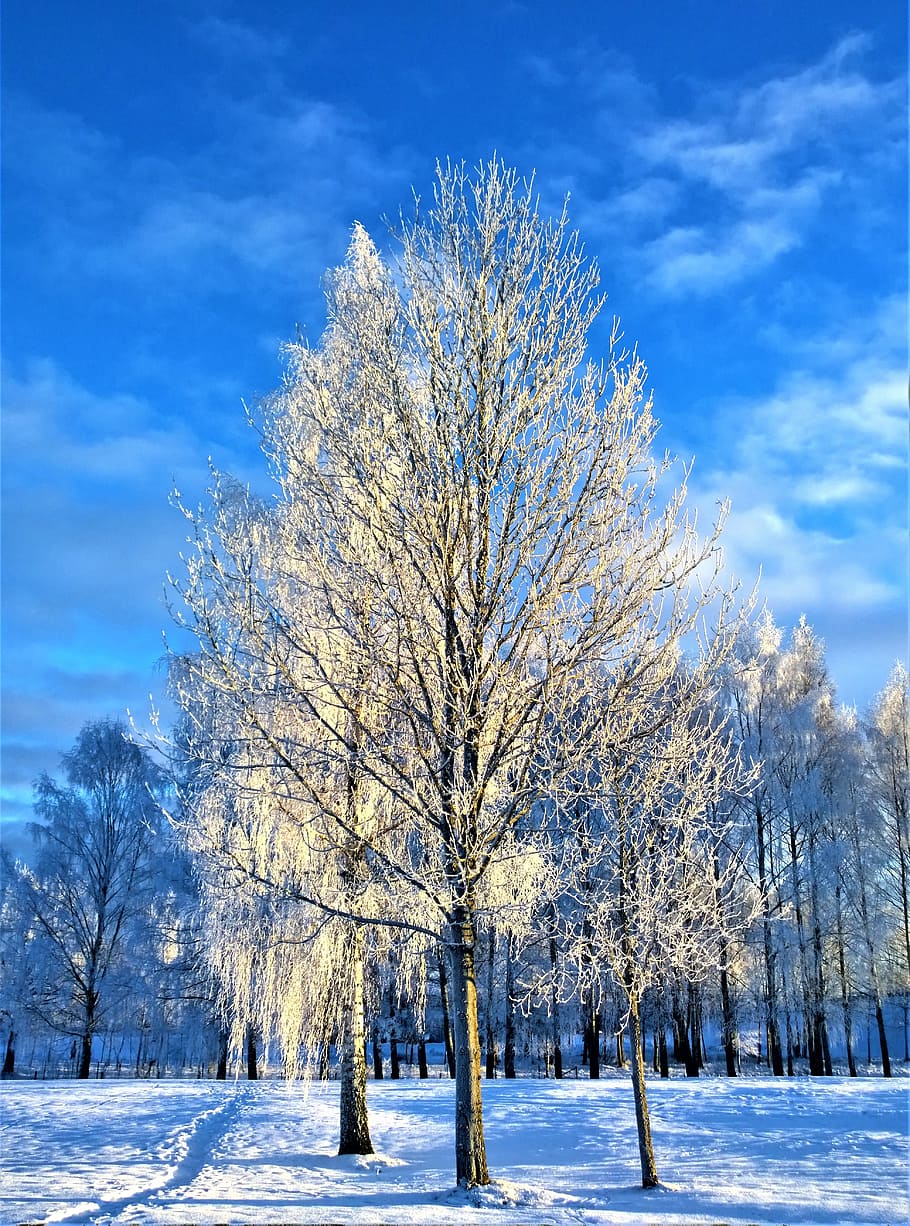 invierno, nieve, árbol, escarcha, día de invierno, naturaleza, frío, magia de invierno, paisajes, paisaje nevado