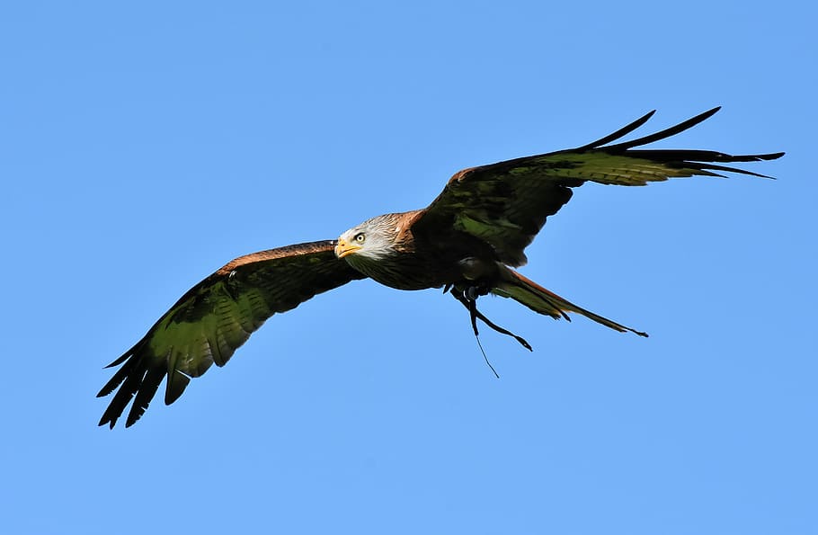 american bald eagle, red kite, milvus milvus, animal world, raptor, bird of prey, feather, wing, milan, wildlife photography