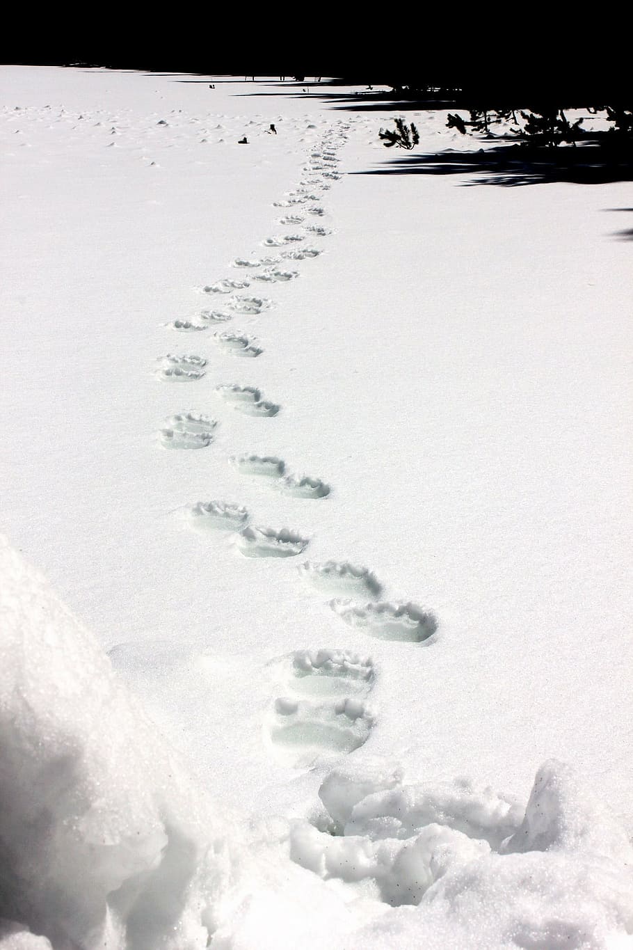 snow, covered, filled, footsteps, grizzly bear tracks, wildlife, nature, winter, cold, footprint