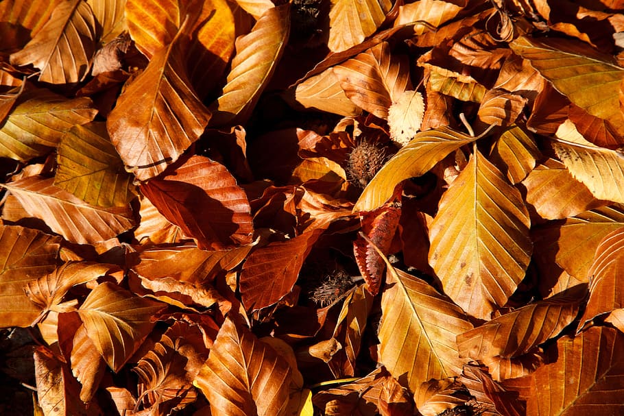 Autumn, Background, Beech, Brown, Color, fall, flora, leaf, many, nature