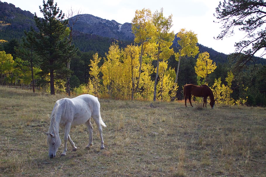 two, white, brown, horses, eating, grasses, aspen, mountain, western, pasture