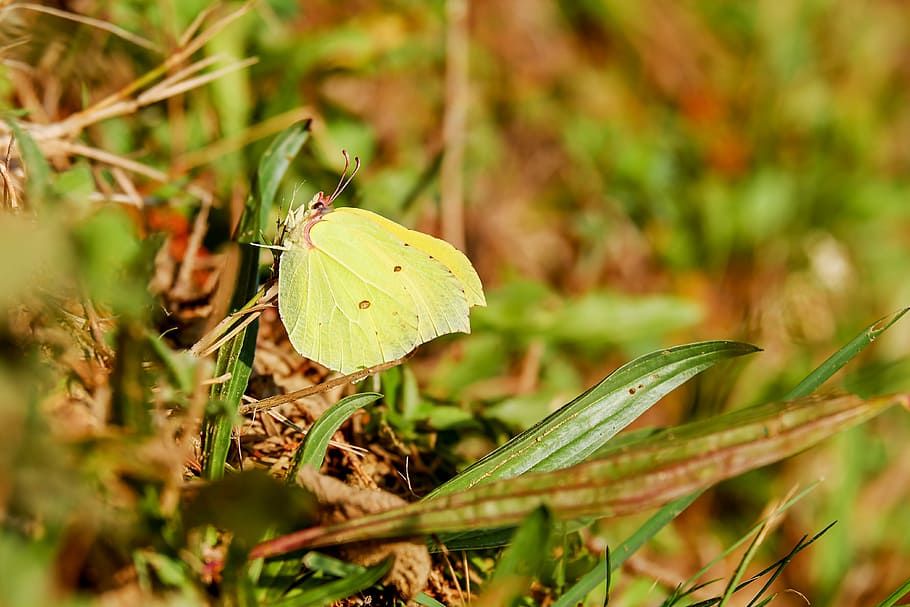 verde, amarillo, mariposa de col, hoja, gonepteryx rhamni, blancos, pieridae, mariposa, mariposas, insecto