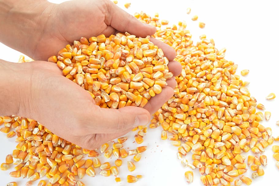 persona, tenencia, granos de maíz, maíz, cereales, cosecha, semilla, agricultura, alimentos, mano humana