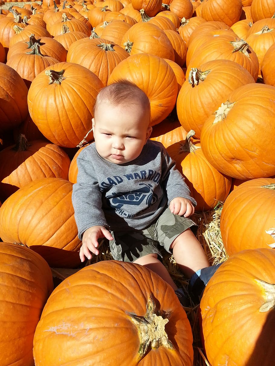 pumpkins, toddler, baby, child, halloween, pumpkin patch, farm, childhood, pumpkin, orange color